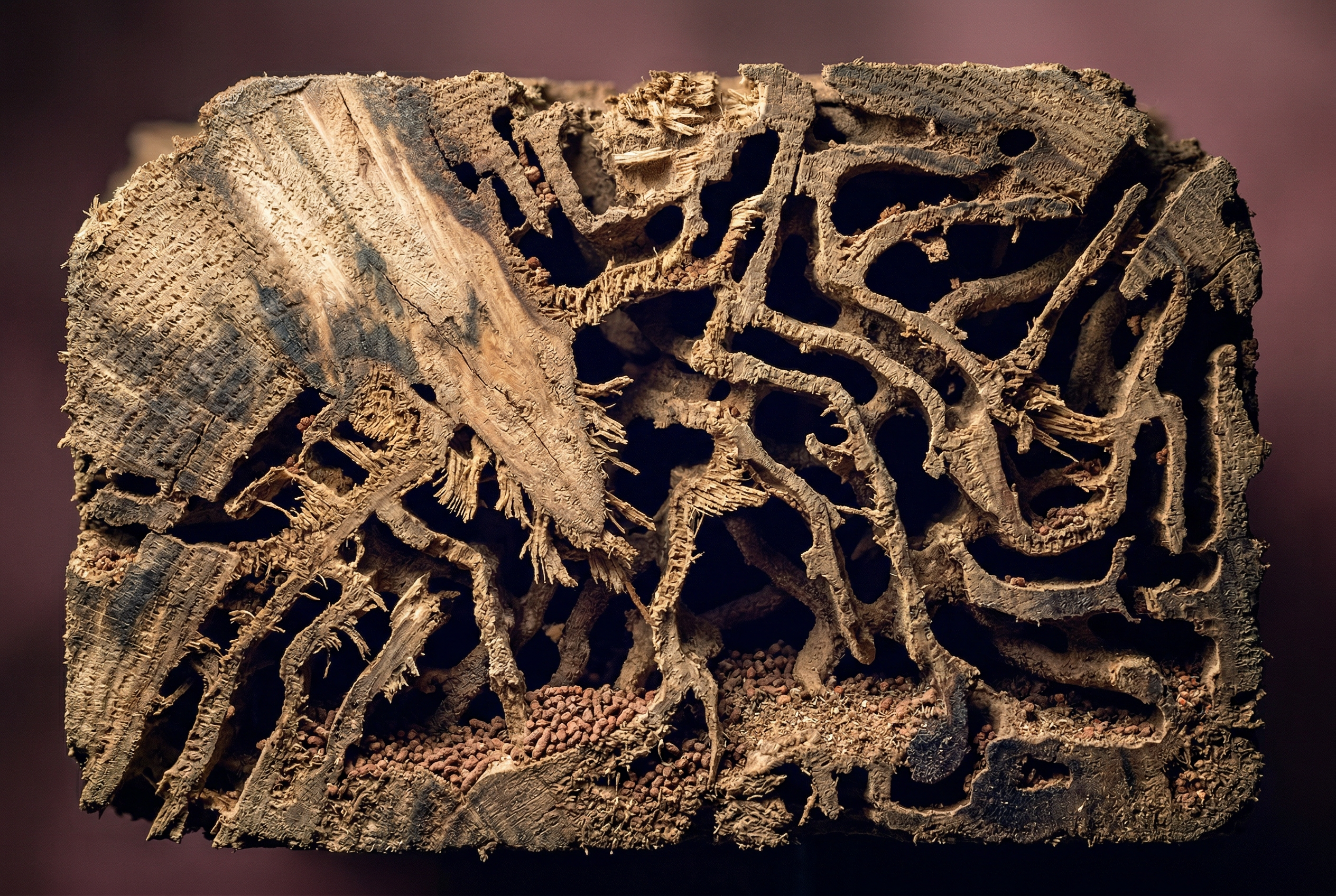 Termit tünellerinin karmaşık ağını gösteren ahşap kiriş kesiti makro fotoğrafı